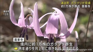 宮城・涌谷町の崑峯寺　境内１万株のカタクリが見ごろ