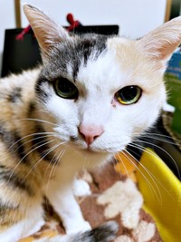 凛とした表情が素敵なウララちゃん（画像提供：リキペペさん）