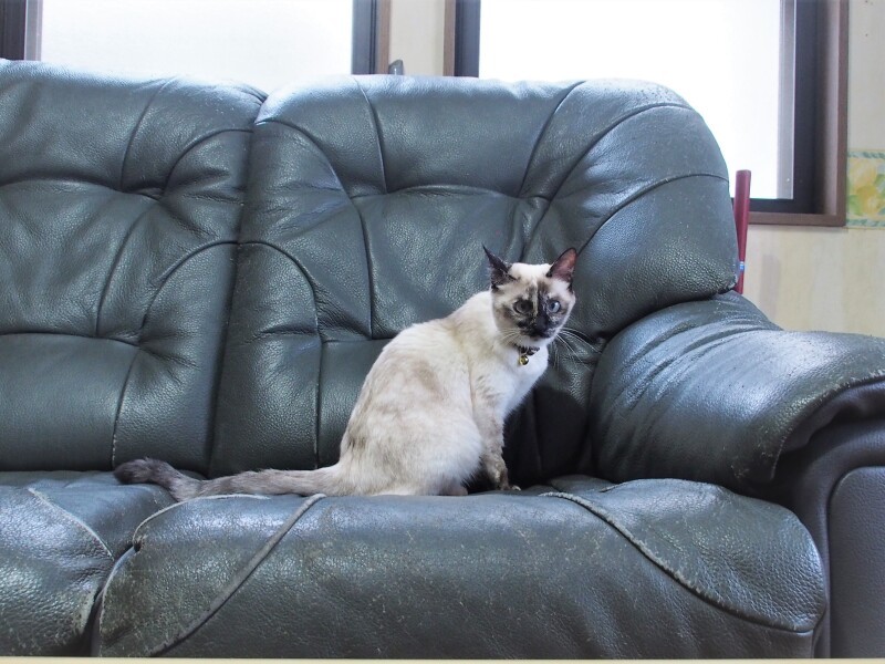 アタシ、ここのおうちの末っ子になったの