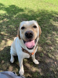 ドッグランでたくさん遊んだ日の満足そうなレアくん（画像提供：KRRRさん）