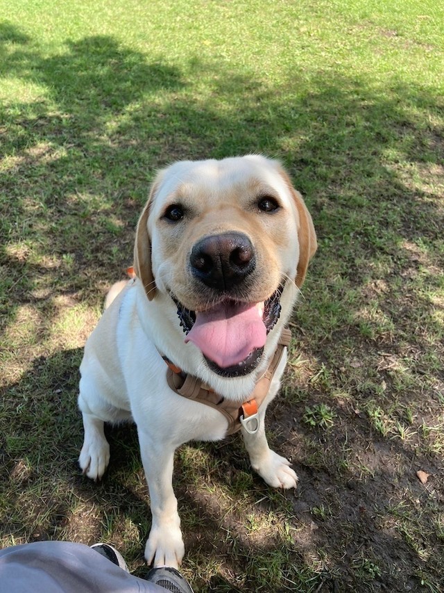 ドッグランでたくさん遊んだ日の満足そうなレアくん（画像提供：KRRRさん）