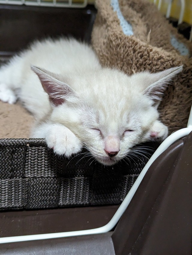 この頃は白猫のようだったが