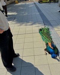 帰りたくない「拒否クジャ」（「京都大学クジャク同好会」さん提供）