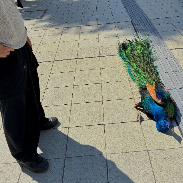 帰りたくない「拒否クジャ」（「京都大学クジャク同好会」さん提供）