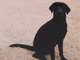 体をまかせて抱っこされるのが幸せの瞬間　ラブラドールレトリバー「ムーン」　　