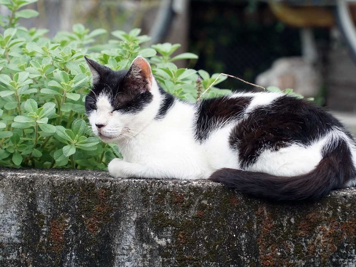 奄美大島のノネコ管理計画 個人でノネコの譲渡認定者になるには 犬 猫との幸せな暮らしのためのペット情報サイト Sippo