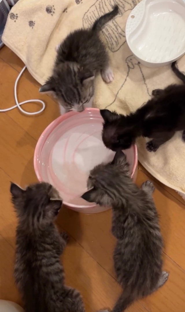 みんなで一緒に飲んでみよう（画像提供：みやこねこさん）