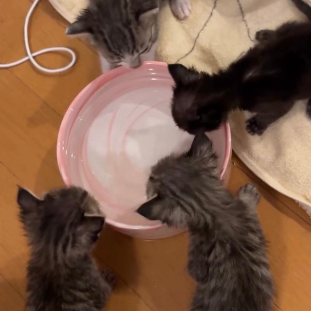 みんなで一緒に飲んでみよう（画像提供：みやこねこさん）