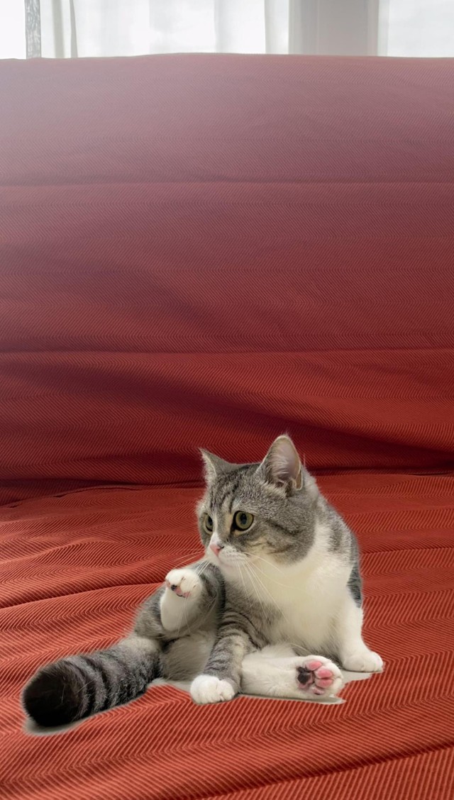 AR写真のイメージ