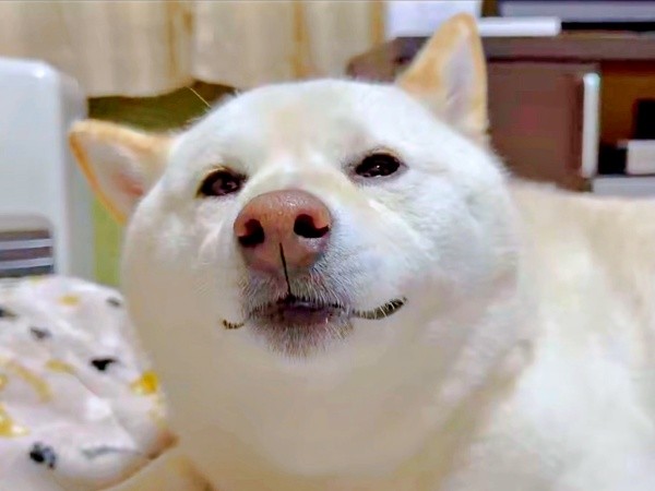 【ビフォー写真】真顔のはるちゃん。「お兄ちゃんが泊まる」と知った瞬間、変化がーー（画像提供：白柴犬はるさん）