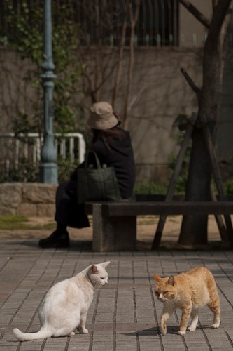 どこにパトロールいくのニャ？「のらのいる風景」（撮影　佐々木まこと）