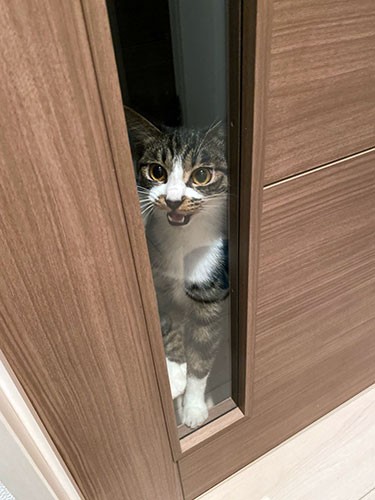 お出迎えのとき。「おーかーえーりー」（さわこさん提供）