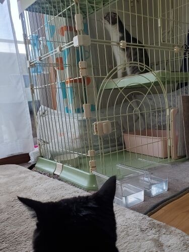 見守るようにケージを眺めるイヌオ。ケージの側にイヌオ用の水（水槽から飲むのが好き）がありますが、場所を変えるまでもなく、ちびを気にせず飲んでいました