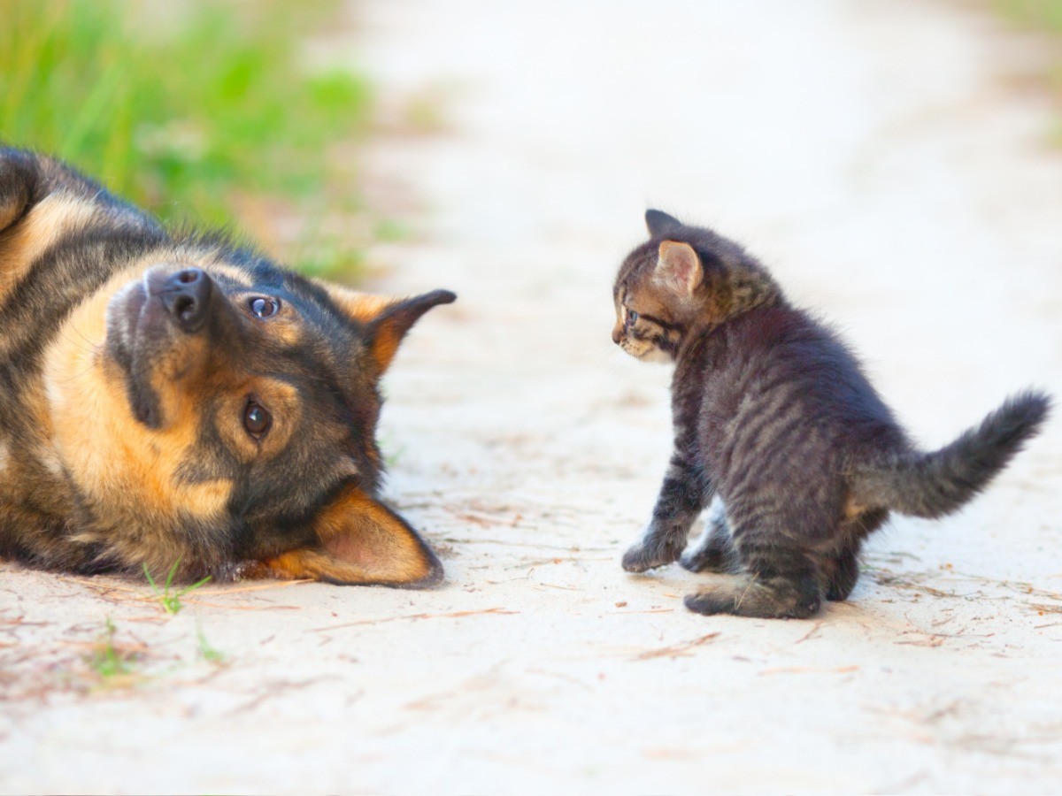改正動物愛護法 改正のポイントと、これからの課題 | 「犬や猫ともっと