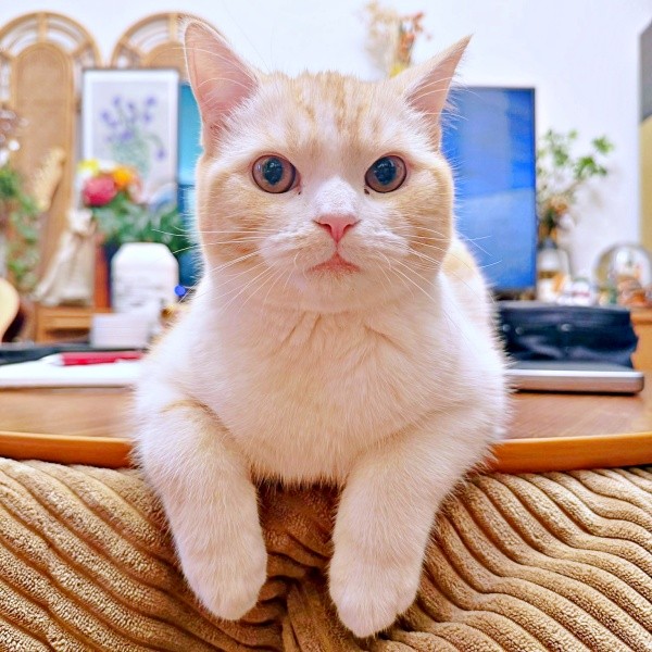 テーブルの上でじっと前方を見つめるうにくん（画像提供：こぴさん）