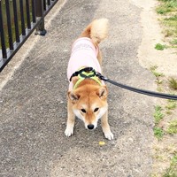 「抱っこして！」散歩中、猛アピールするタップちゃん（画像提供：☆柴犬タップ☆さん）