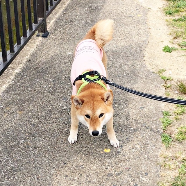 「抱っこして！」散歩中、猛アピールするタップちゃん（画像提供：☆柴犬タップ☆さん）