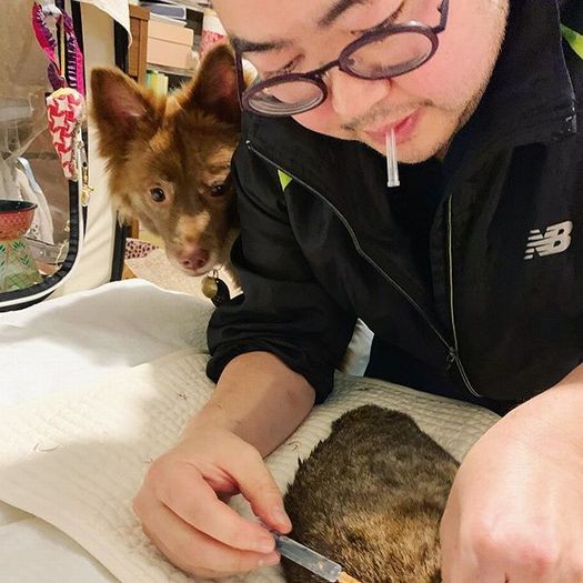 ”チームめめ”の大久保先生の往診中、後ろからクリパが心配そうに覗いています