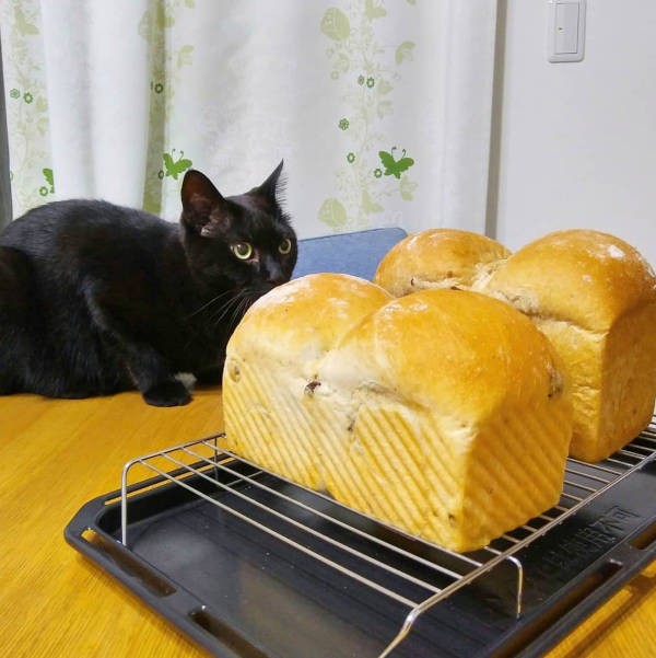 焼きたてパンを確認中