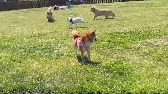 ボールを追いかけてわんこたちがやって来た！その様子を背中越しに見つめるゆきちゃん…（動画からキャプチャー／提供：柴犬ゆきちゃんさん）