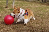 ボールで元気いっぱいに遊ぶニックくん（画像提供：紫月さん）