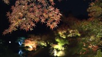 栗林公園で秋のライトアップ　紅葉楽しむオススメスポットは？高松市