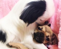 初対面にしてアツい抱擁をするトントンとメイちゃん