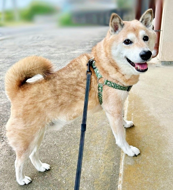 飼い主さんと二人三脚、病院での診察を頑張ったぱんくん（画像提供：Greenさん）
