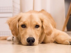 私が犬を飼うなら……「譲渡」をシミュレーションしてみました