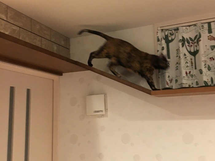 「さあ今度はこっちから鳥さんをみなきゃ」