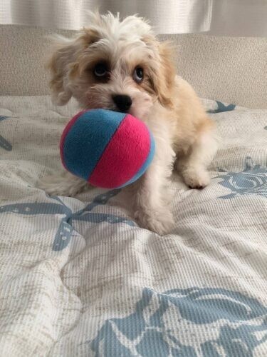 家にきたころの「えいた」