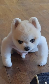 “年に2〜3回”見せる不思議なポーズ…なぜ？（「ポメラニアンのマメすけ」さん提供、Instagramよりキャプチャ撮影）