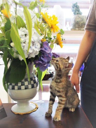 房総の花をたくさん飾って、栽培農家を応援。店内で花束を販売する日もある