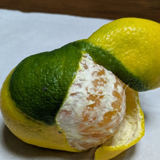 中身は普通のみかんのようだ（オレンジさん提供）