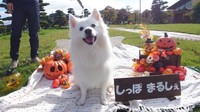 モデル犬として、「しっぽまるしぇ」でくーさんママさん作の「ドラゴンの羽」のハーネスをつけていた楽くん（画像提供：くーさんママさん @kukuri_shibainu）
