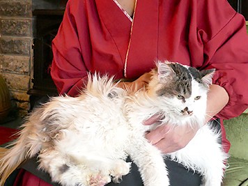 「１匹でも多く猫を救いたい」　古民家の保護猫カフェで活動中