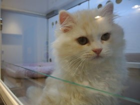 数値規制の環境省案　従来より大きく前進、ただ気になる「穴」も