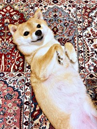 「待ってたよ」夜、へそ天になって甘えるタマちゃん（画像提供：豆柴タマさん）