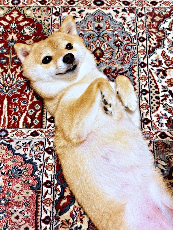 「待ってたよ」夜、へそ天になって甘えるタマちゃん（画像提供：豆柴タマさん）