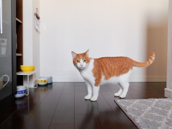 ごはん待ちかい？ たまこさん。