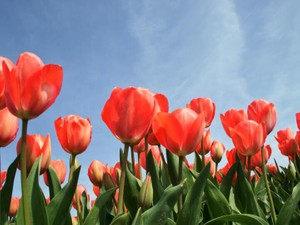 プロポーズを断られても諦めない彼。私は本当に愛されていると知った