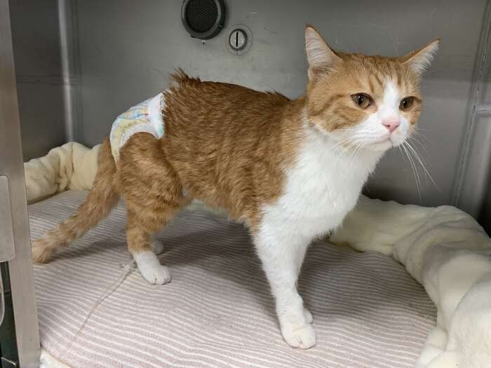 ごろりんが立った！！