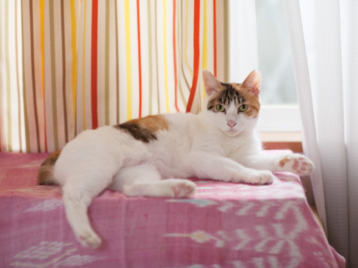 「お茶はまだかしら」（小林写函撮影）