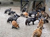 「宮城蔵王キツネ村」のキツネたち（画像提供：狐仙人乃弟子 トコノ オルタさん）