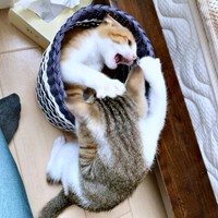 子猫時代、元気いっぱい！ ゴミ箱で遊ぶ（上）タルトくん、（下）ショコラくん（画像提供：ショコタルさん）