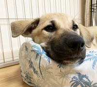 大きくなったらこの通りの「横耳」でした