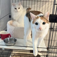 同居猫とも仲良く過ごすあめくん（画像提供：naoさん）