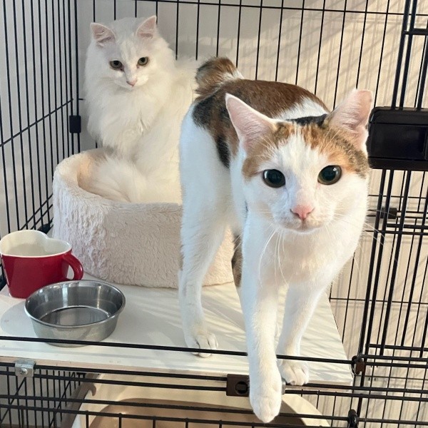 同居猫とも仲良く過ごすあめくん（画像提供：naoさん）