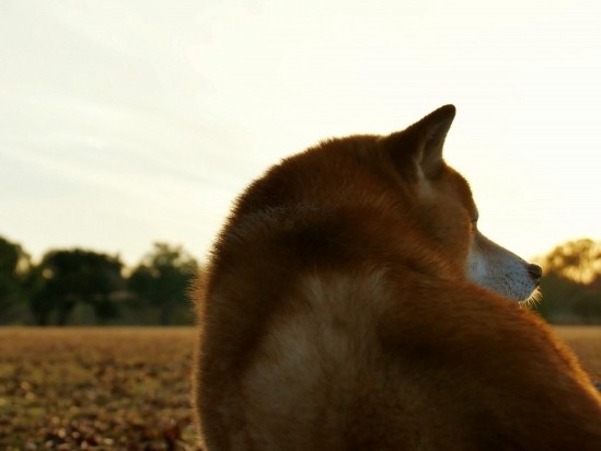 獣医師の数は飽和状態なのに…？　獣医学部を認可、揺らぐ根拠
