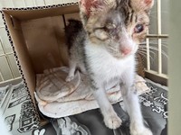 保護センターにいた頃＝107momokoさん提供